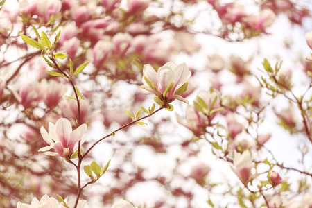The pink magnolia flowers on a sunny dayの写真素材