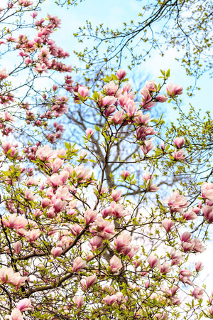 The pink magnolia flowers on a sunny dayの写真素材