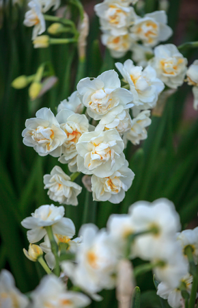 Spring background with white narcissus growing in the gardenの写真素材