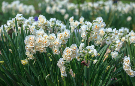 Spring background with white narcissus growing in the gardenの写真素材