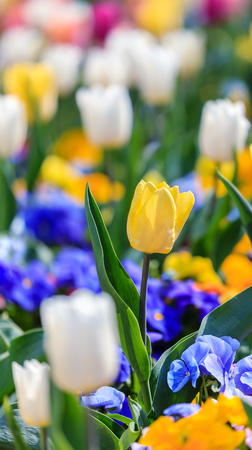 Colorful tulips blooming in the gardenの写真素材