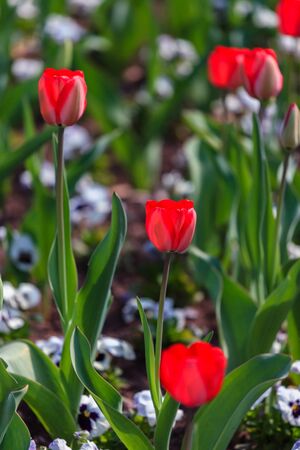 Colorful tulips blooming in the gardenの写真素材
