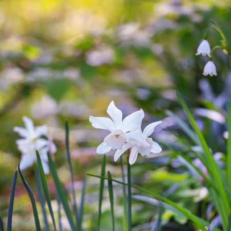 Spring background with white narcissus growing in the gardenの写真素材