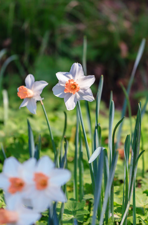 Spring background with white narcissus growing in the gardenの写真素材