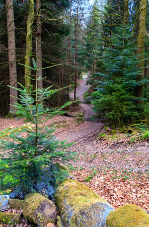 Odenwald forest at early spring time.の写真素材