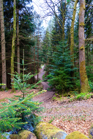 Odenwald forest at early spring time.の写真素材