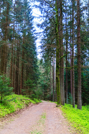 Odenwald forest at early spring time.の写真素材