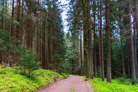 Odenwald forest at early spring time.の写真素材