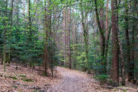 Odenwald forest at early spring time.の写真素材