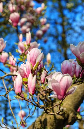 The pink magnolia flowers on a sunny dayの写真素材