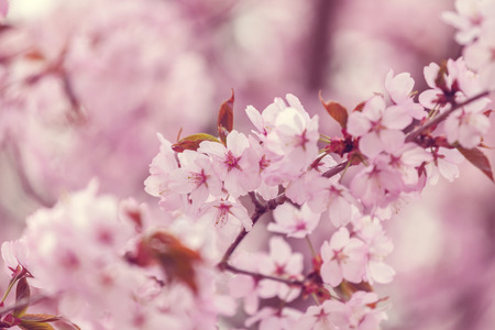 Blossoming pink cherry trees in spring