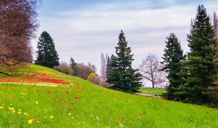 Colorfull spring flowers on the island of flowers Mainau, Lake Constance, Germanyの写真素材