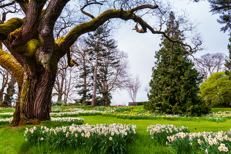 Field of blooming white daffodils on Island Mainau, Germanyの写真素材