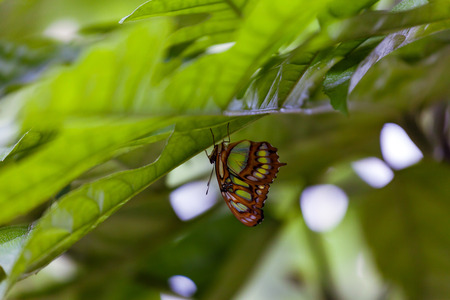 Butterfly on the leaf. Island Mainau, Germanyの写真素材