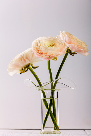 Pink ranunculus flowers in glass vase.の写真素材