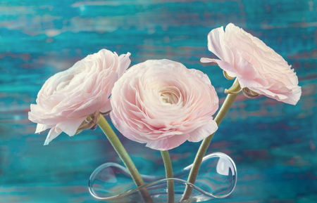 Pink ranunculus flowers on glass vase on wooden tableの写真素材