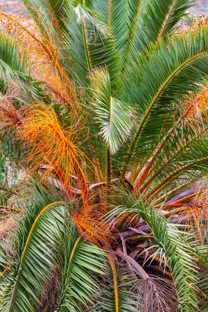 Historic botanical garden, near Las Palmas, Gran Canaria, Spain.の写真素材