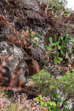 Historic botanical garden, near Las Palmas, Gran Canaria, Spain.の写真素材