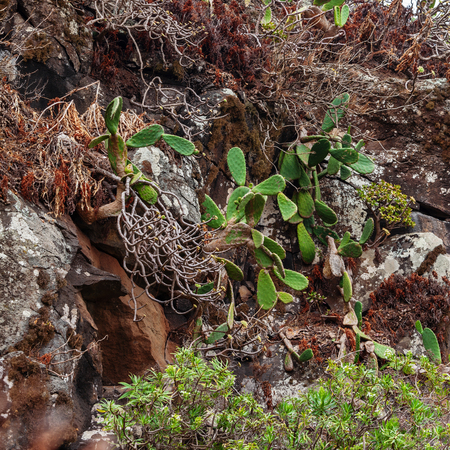 Historic botanical garden, near Las Palmas, Gran Canaria, Spain.の写真素材