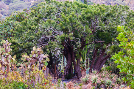 Historic botanical garden, near Las Palmas, Gran Canaria, Spain.の写真素材