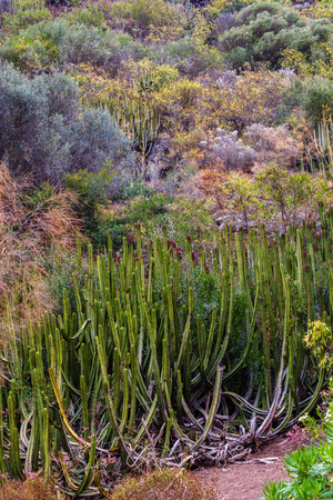 Historic botanical garden, near Las Palmas, Gran Canaria, Spain.の写真素材