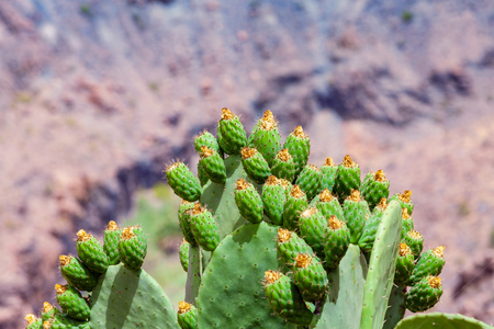 Panoramic view of Barranco de Fataga, Gran Canaria, Canary Islands, Spain.の写真素材