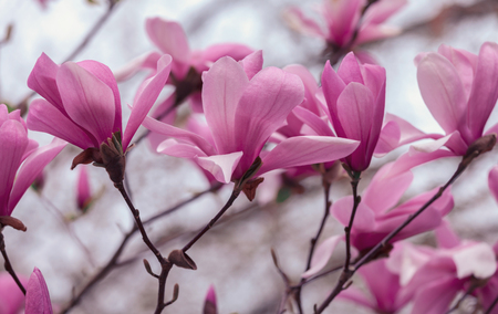 Magnolia flowers in spring seasonの写真素材