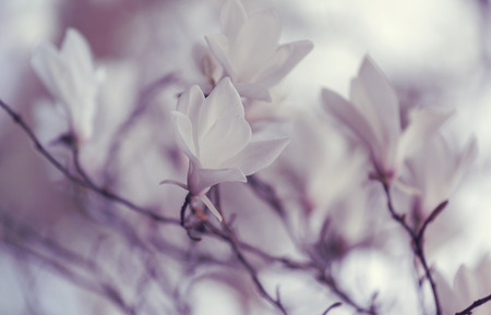 Magnolia flowers in spring seasonの写真素材