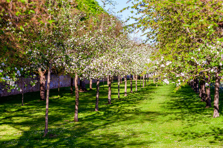 Apple tree garden blossoming on sunny spring dayの写真素材