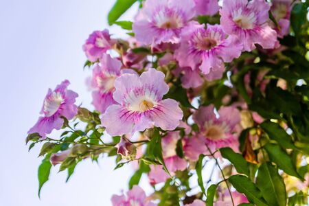 Blooming  flowers against blue sky.の写真素材