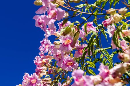 Blooming  flowers against blue sky.の写真素材