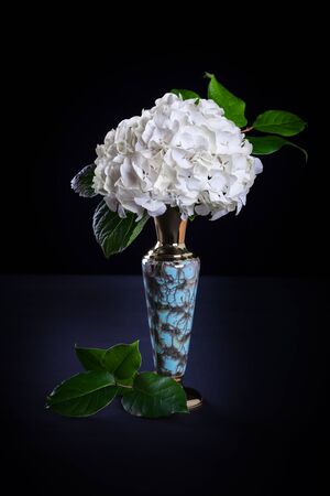 White hydrangea in vase on black backgroundの写真素材