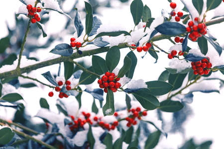 Snow covered european holly berryの写真素材