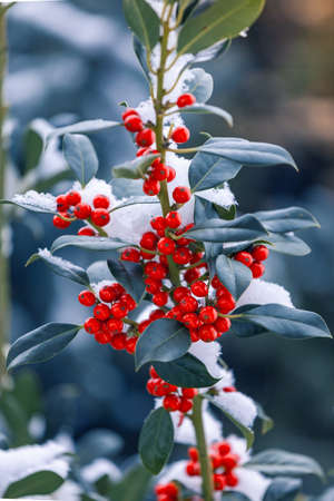 Snow covered european holly berryの写真素材