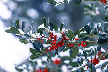 Snow covered european holly berryの写真素材