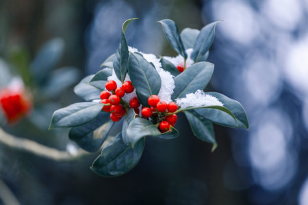 Snow covered european holly berryの写真素材