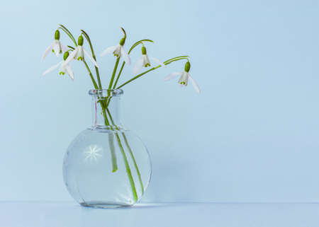 Snowdrops in glass vase on light blue backgroundの写真素材