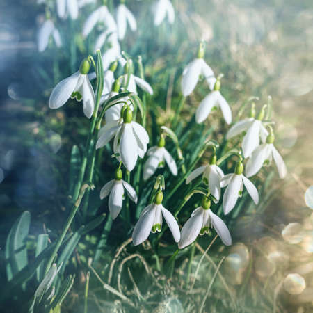 White snowdrop flowers in springの写真素材