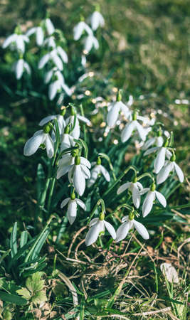 White snowdrop flowers in springの写真素材