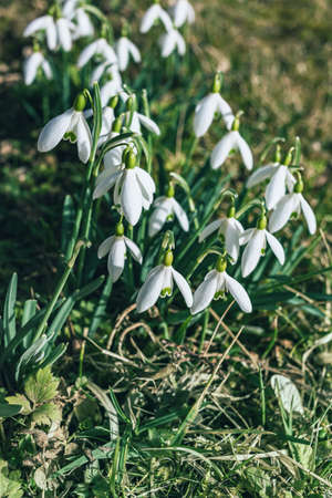White snowdrop flowers in springの写真素材