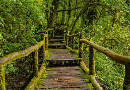 Old wood bridge in jungle after rainy day.