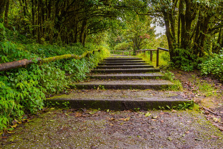 Stone stairs after rainy day.の写真素材