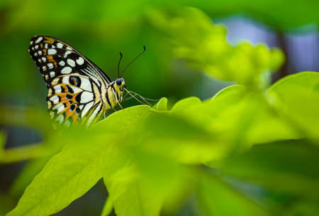 Beautiful butterfly rest on green leaf.の写真素材