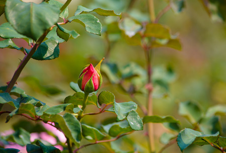 Budding red rose in the garden.の写真素材