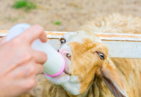 sheep feeding with a bottle of milk.の写真素材