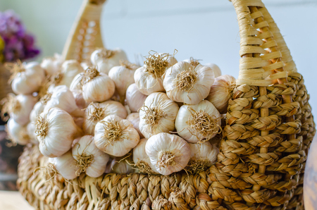 garlic bulbs, fresh garlic in Wicker basket.の写真素材