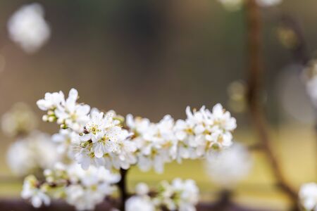 White plum blossom or Japanese apricot flower with beatiful bokeh.の写真素材
