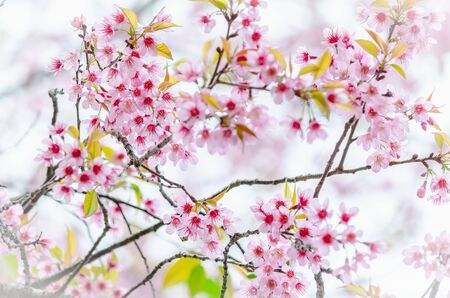 Beautiful pink Sakura flowers cherry blossom blooming at Sakura park.の写真素材