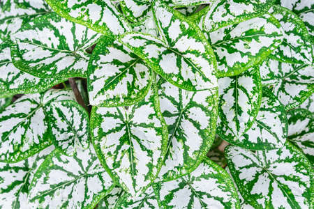 Green and white color leaves of Dumb cane or Dieffenbachia, beautiful and popularornamental plants.