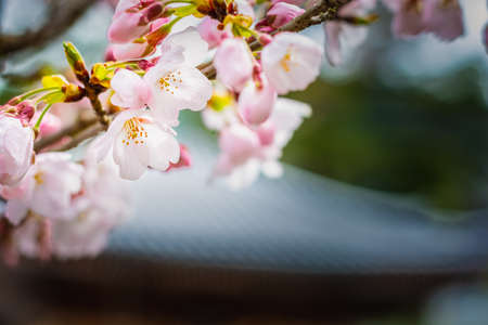 Pink color cherry blossom flower with beautiful pink flowers bokeh.